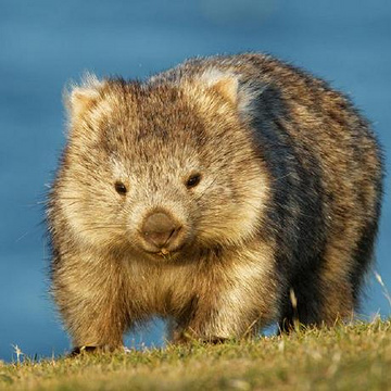 wombat avatar